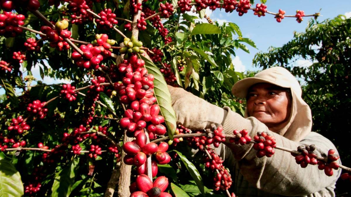 A worker harvests coffee in the city of Itabela, Brazil.